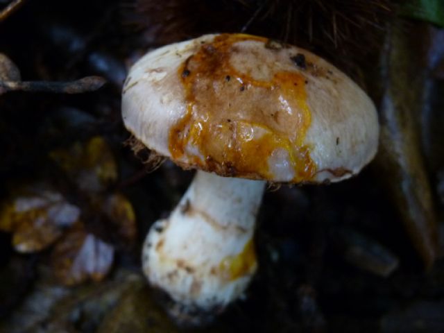 CONFERMA DETERMINAZIONE CORTINARIUS SPECIE